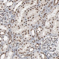 RSK2 Antibody, Novus Biologicals:Antibodies:Primary Antibodies